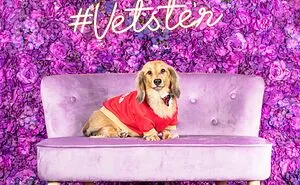We Set Up A Photo Booth To Celebrate National Dachshund Day, And Here’s The Result (19 Pics)