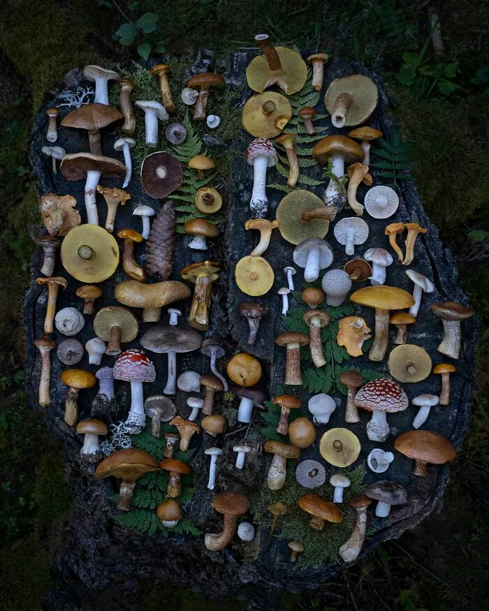 I Create Mushroom Flatlays, And Here Are My 40 Best Photographs Of Them