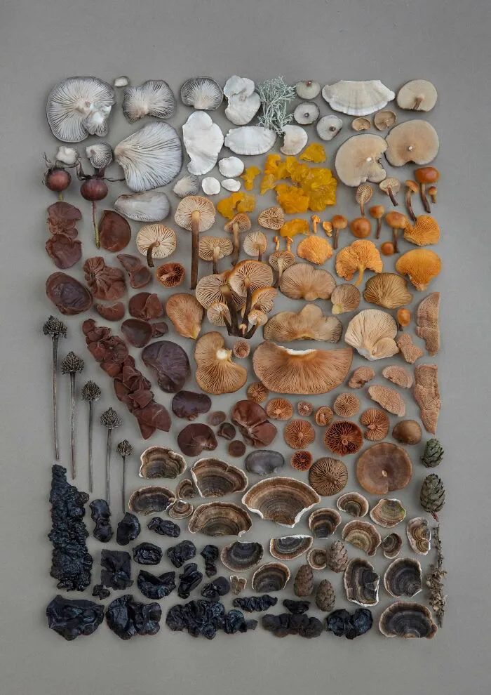 I Create Mushroom Flatlays, And Here Are My 40 Best Photographs Of Them