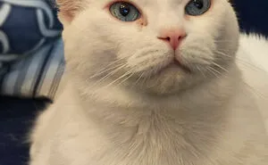Hey Pandas, Post A Pic Of Your Rescue Or Disabled Animal (Closed)