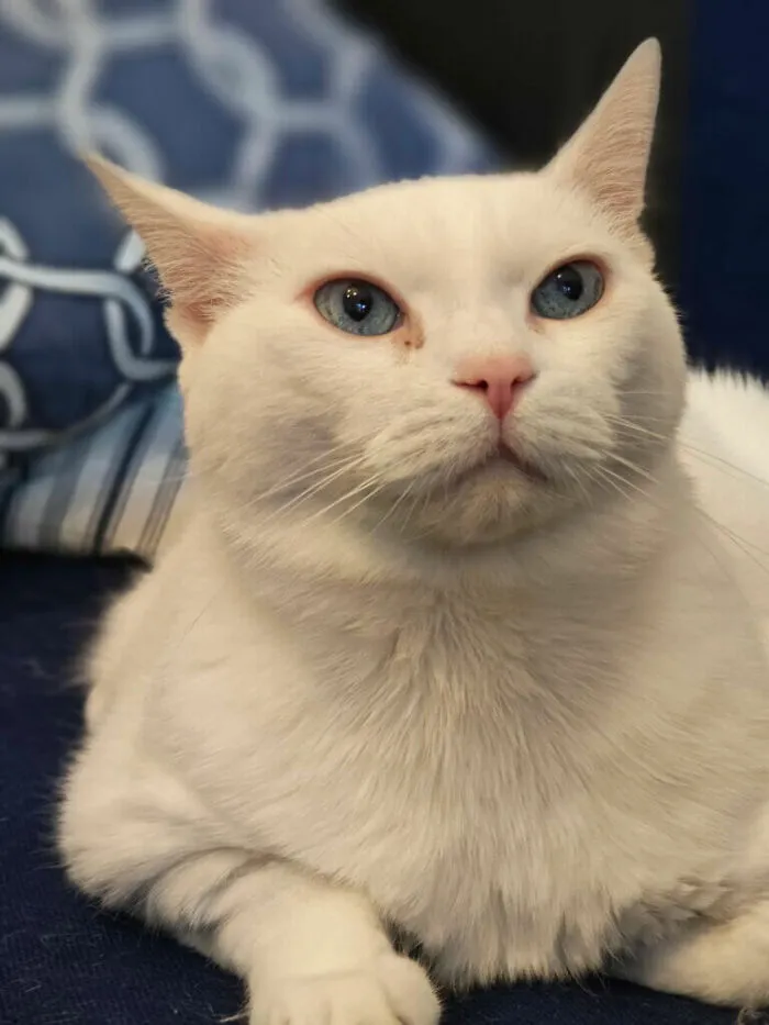 "Luna" Rescued 2 Years Ago