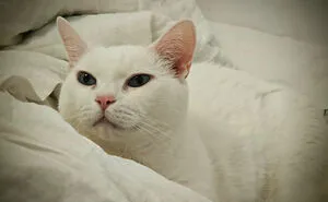 Hey Pandas, Post A Pic Of Your Rescue Or Disabled Animal (Closed)