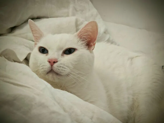 My Darling "Luna"