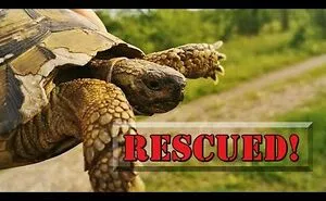 A Turtle In Trouble Was Wandering On A Busy Railway!