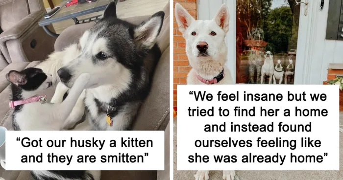50 Wholesome Pics Of Adopted Pets That Show What Joy Giving Them A Second Chance Brings To Everybody (June Edition)