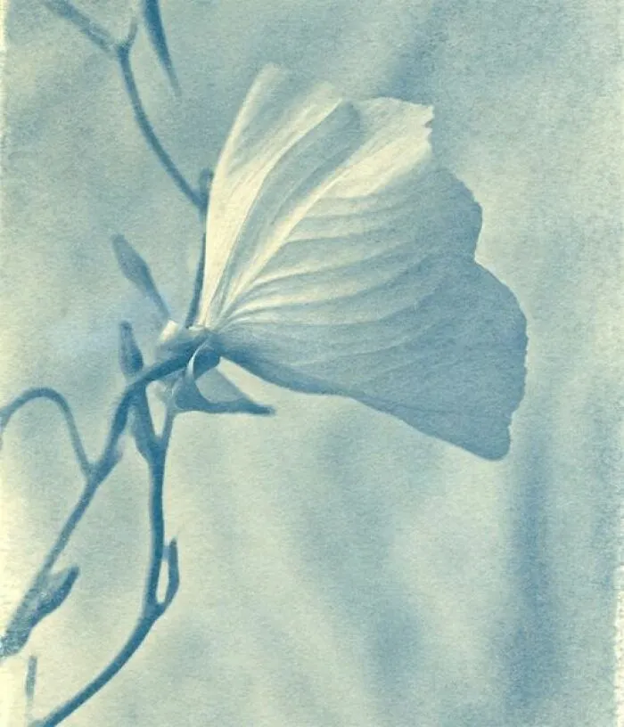 Cyanotype