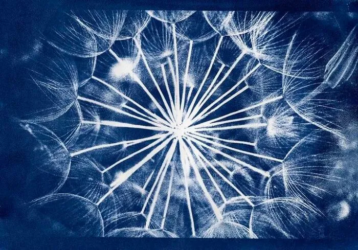 Cyanotype, Watercolour Paper  Digital Negative From A 35mm Shot