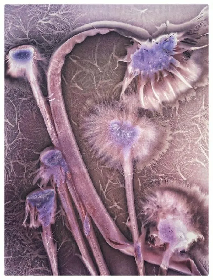 Lumenprint On Vintage Photographic Paper