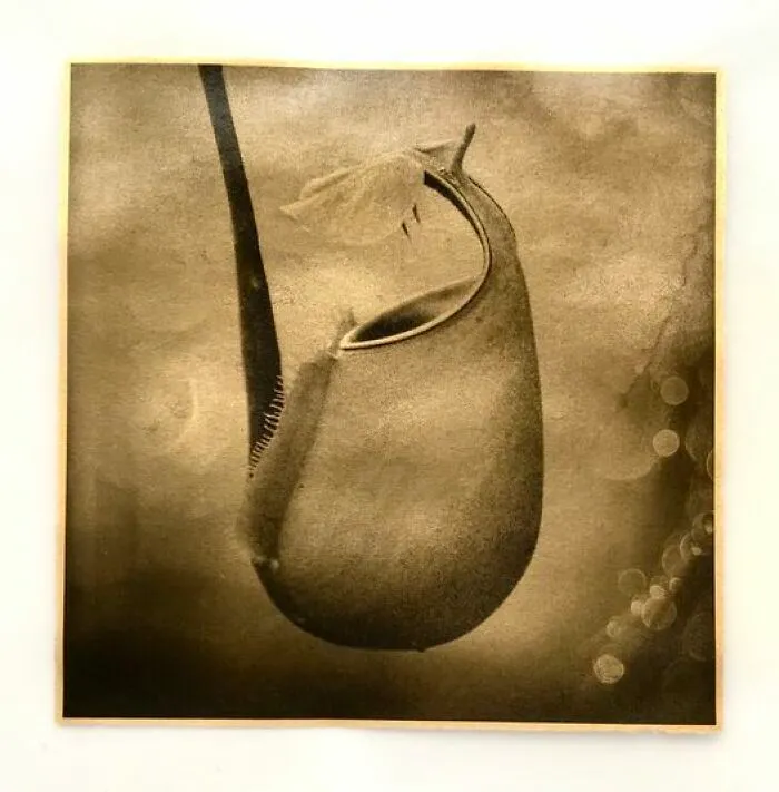 Nepenthes. Kuching, Malaysia. Platinum Palladium Print On Vellum, Backed By 24ct Gold.  15x15cm