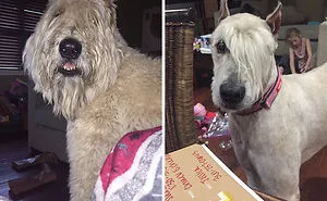 50 Pet Haircuts That, For Better Or Worse, Completely Transformed Their Look (New Pics)