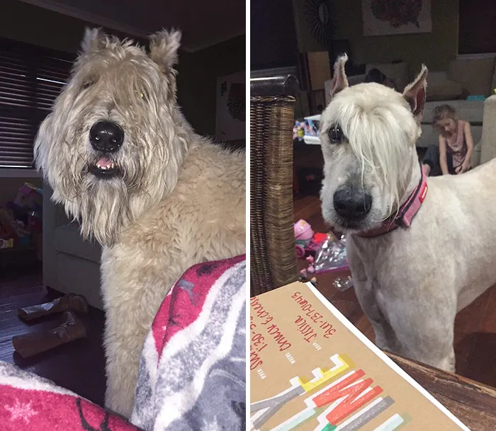 My Dog Got A Haircut Yesterday, Someone Please Tell Me Why He Now Looks Like An Emo, Goth Teenager Who Tells His Mom "It's Not Just A Phase"