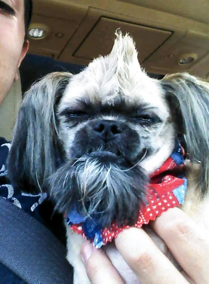 My Sister’s Dog Is Not Pleased With His New Haircut