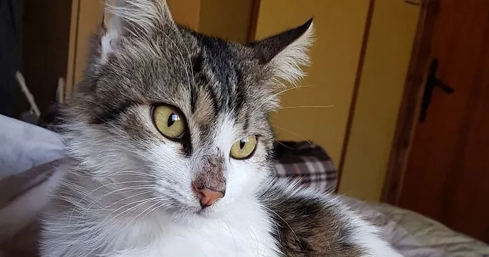 A Woman Who Selflessly Rescued Countless Animals In Cyprus Is In Urgent Need Of Help Herself