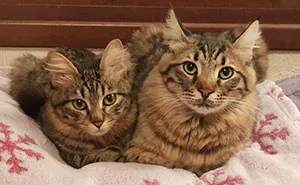 A Woman Who Selflessly Rescued Countless Animals In Cyprus Is In Urgent Need Of Help Herself