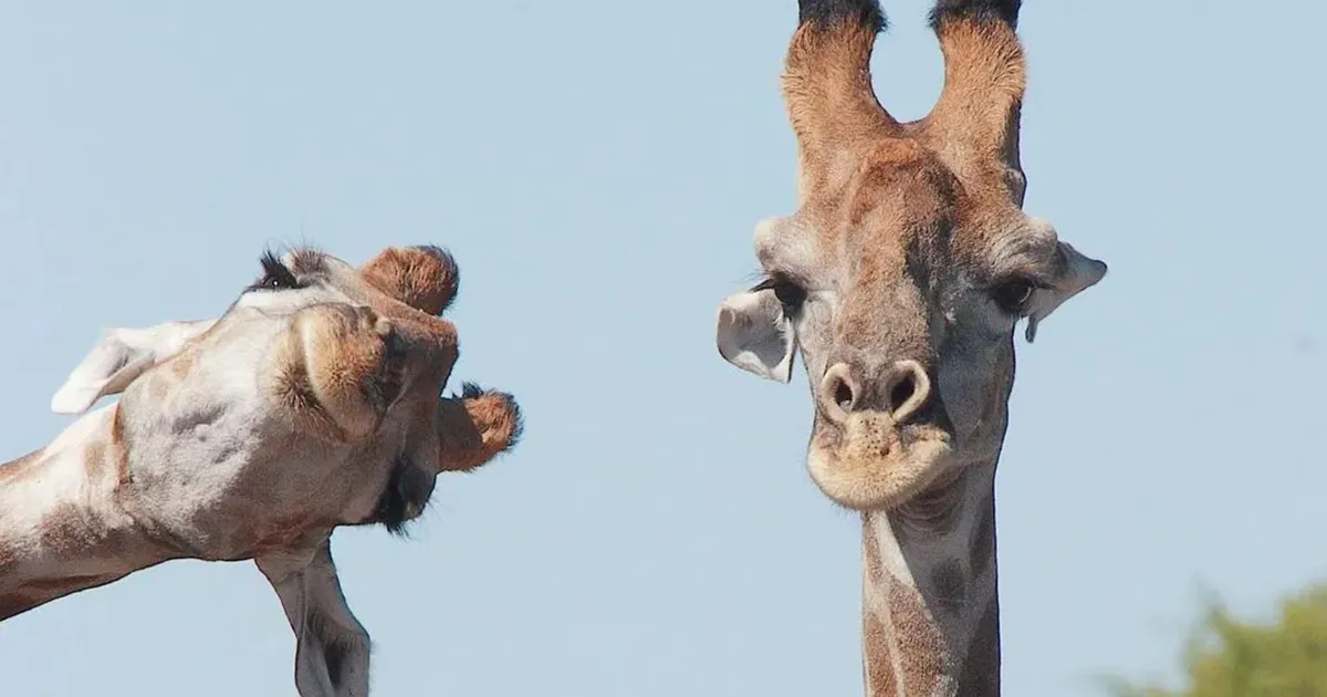 Las 35 mejores imágenes de animales compartidas por esta página de Instagram