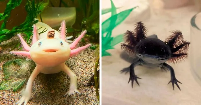 84 Cute Axolotl Pictures Because Life's Too Short For Just Cats And Dogs