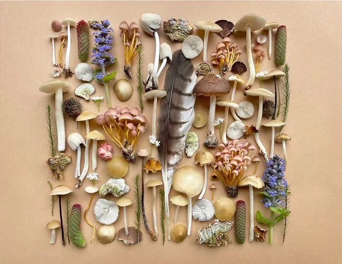 I Create Mushroom Flatlays, And Here Are My 40 Best Photographs Of Them
