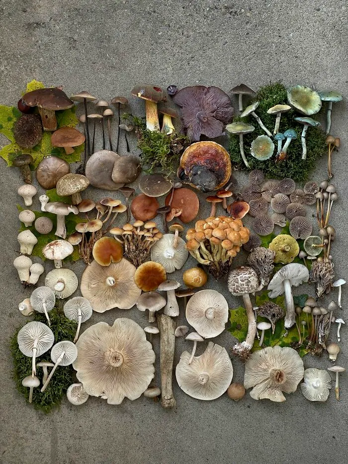 I Create Mushroom Flatlays, And Here Are My 40 Best Photographs Of Them