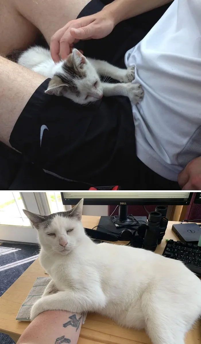 Ten Years Ago Today I Went For A Walk And Came Home With A Kitten. From Tiny And Dirty To Large And In Charge: Happy 10th Gotcha Day, Melvin!