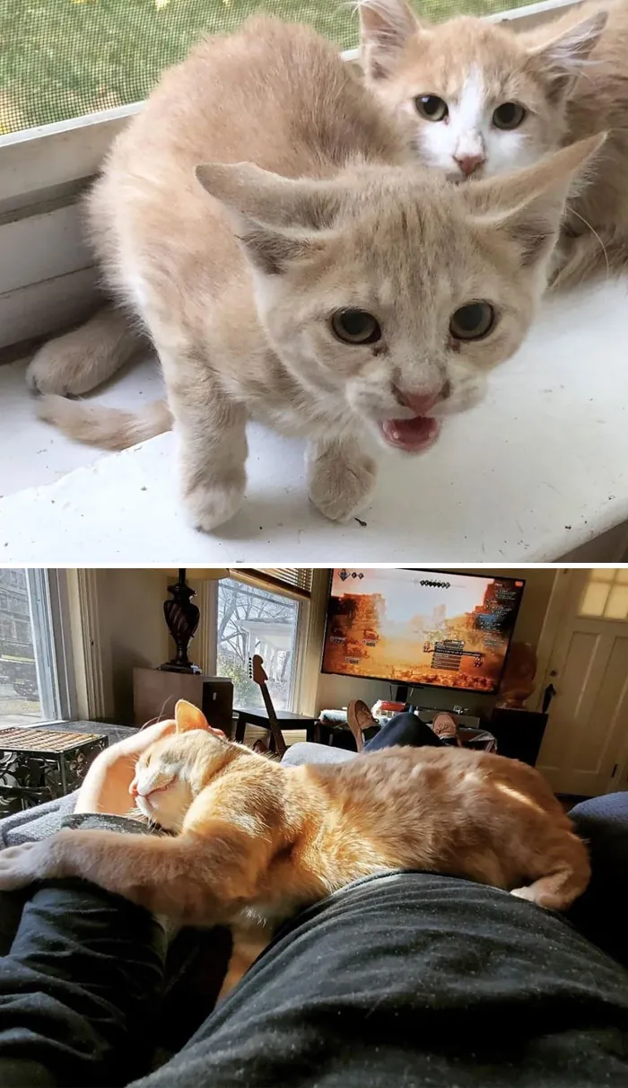 De gato de granero a gato faldero