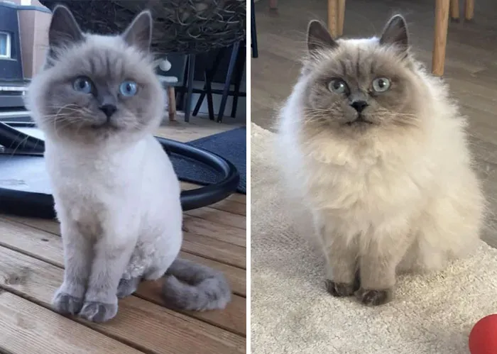 Believe Me, It’s The Same Cat!