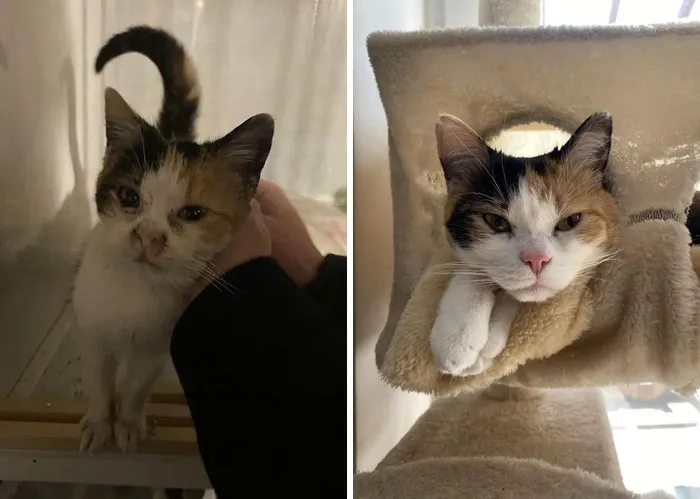 Found This Baby Near The Stable Wandering Around And Crying, Now Look At This Beauty!!!