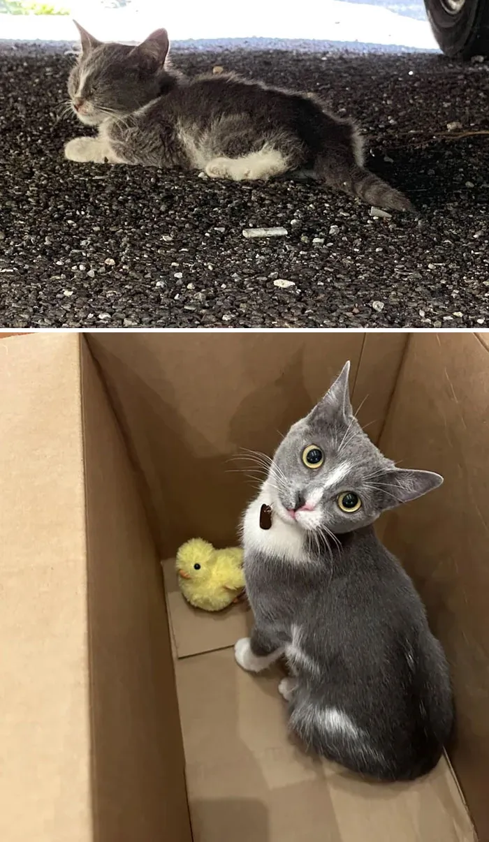 La encontraron diminuta y enferma en las calles de Brooklyn. Ahora, tiene una gran personalidad y es la bebé más dulce