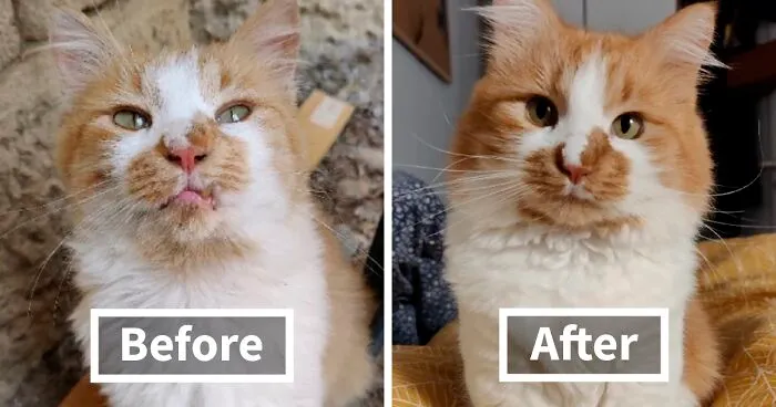30 Pics Of Cats Before And After Adoption That Show What A Difference A Loving Home Can Make (New Pics)