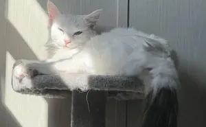 20 Conmovedoras fotos de gatos antes y después de ser adoptados