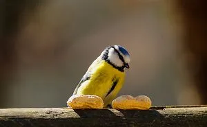 Beautifull Sparoow Picture
