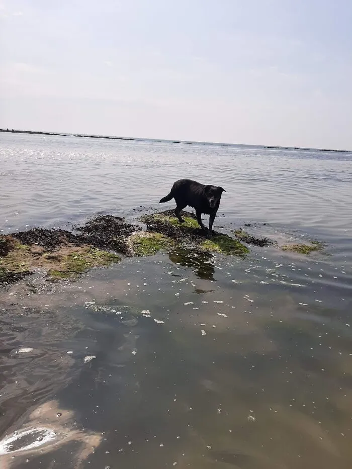 Looking For Them Crabs