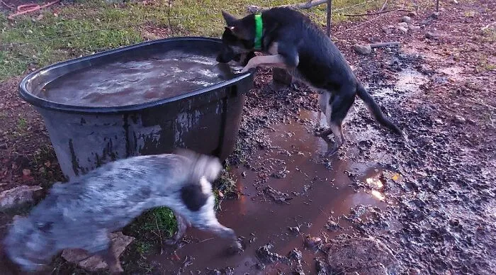 After This, They Ran Into The House Right Onto My Bed. Mud. More Mud