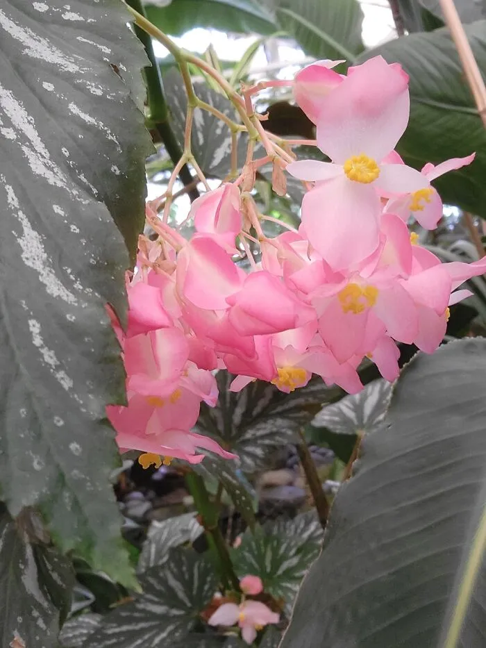 Flowers In My Town