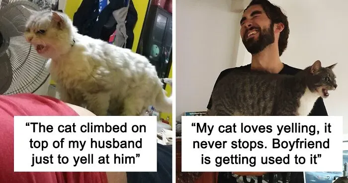 These 45 Cats Had A Lot To Meow About, And Their Owners Caught Them Doing Just That