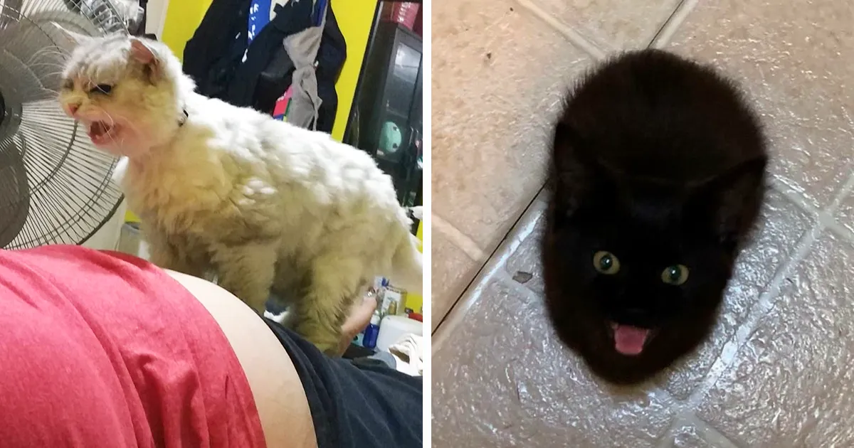 Hay un grupo donde la gente comparte fotos de gatos maullando tan alto que casi puedes oír las imágenes