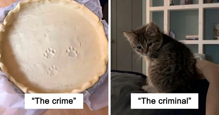 50 Hilarious Photos Of Cats Getting Into Places Where They Probably Shouldn’t Be (New Pics)