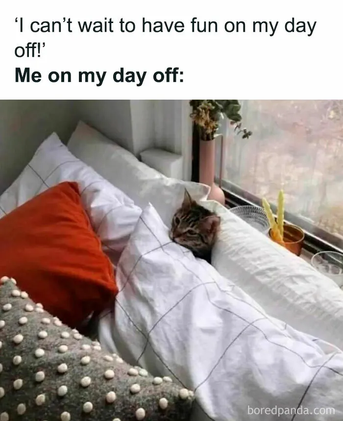 40 Funny Memes And Jokes To Tickle Your Funny Bone