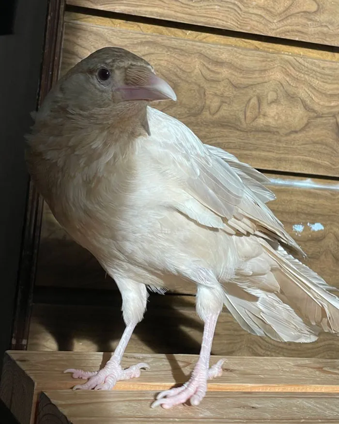 White Crow