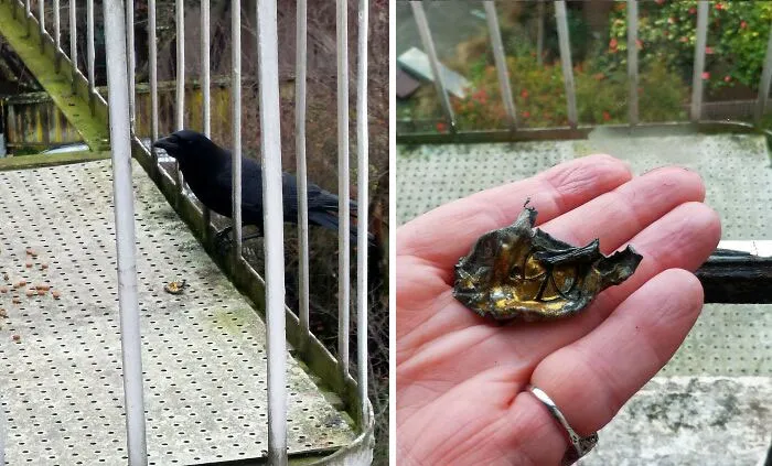 Been Feeding Crows For A Couple Of Months And Got My First Gift Today