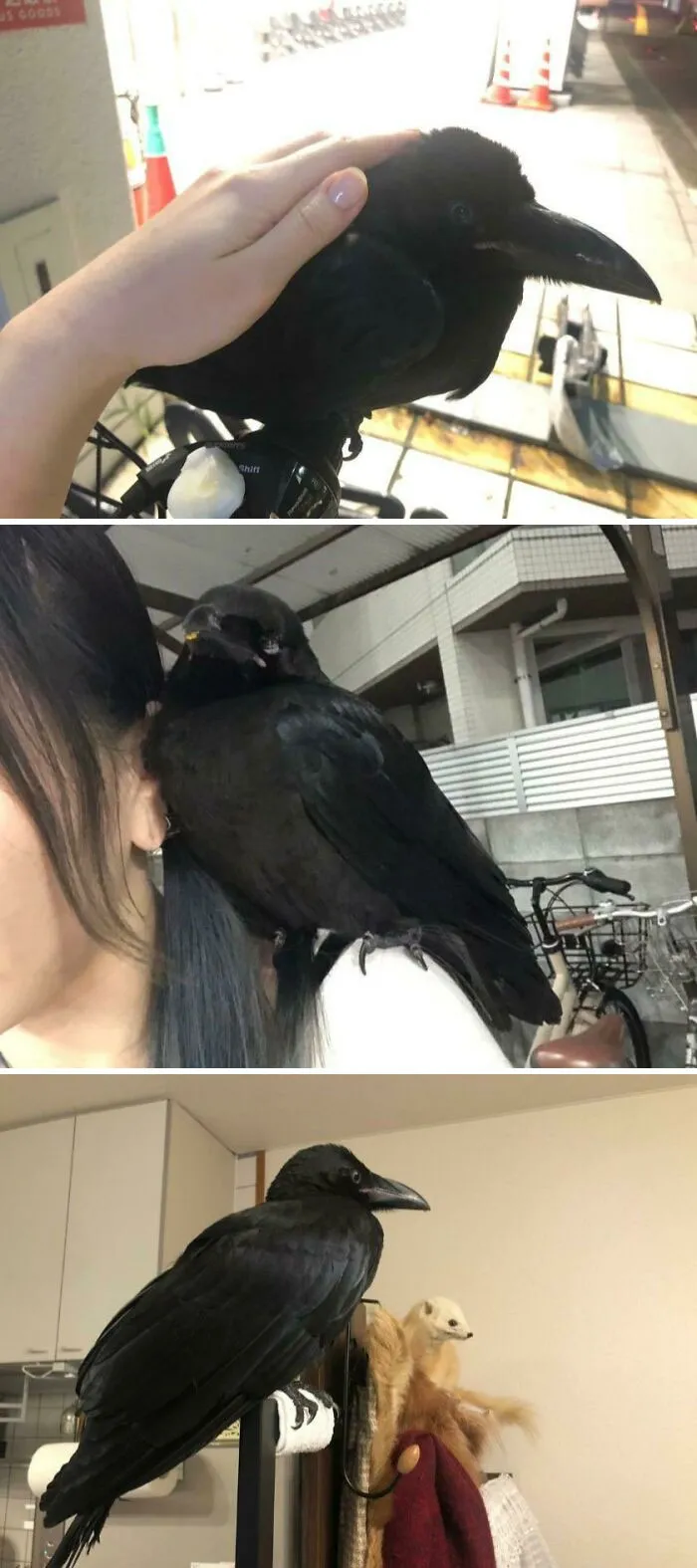 Pictures of woman petting a crow and crow standing on shoulder