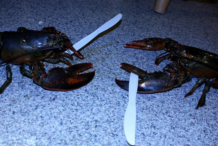 Cursed meme of lobsters fighting with plastic knives on a countertop.