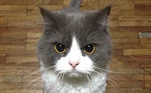 40 Times People Just Had To Snap A Pic Of Their Angry, But Cute Cats