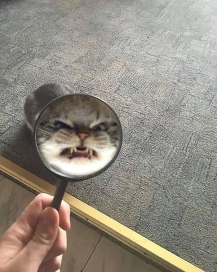 Angry Kitty