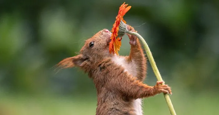 My 19 Photographs Featuring Squirrels And Birds Interacting With Flowers