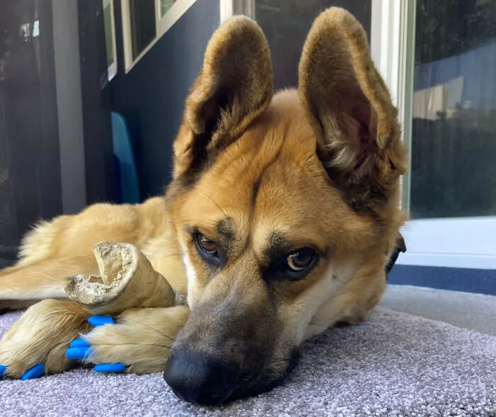 "I Really Hope The Humans Appreciate The Work We Canines Put Into Being Cute For Them. It Takes A Lot Of Work To Calculate The Exactly Correct Number Of Degrees To Roll Over For A Belly Rub." -Stilgar, Distemper Survivor