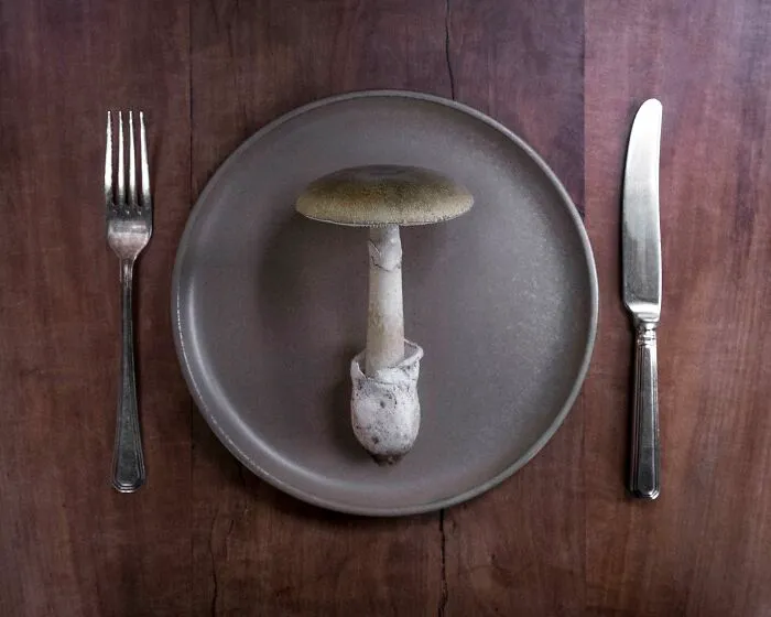 I Create Mushroom Flatlays, And Here Are My 40 Best Photographs Of Them