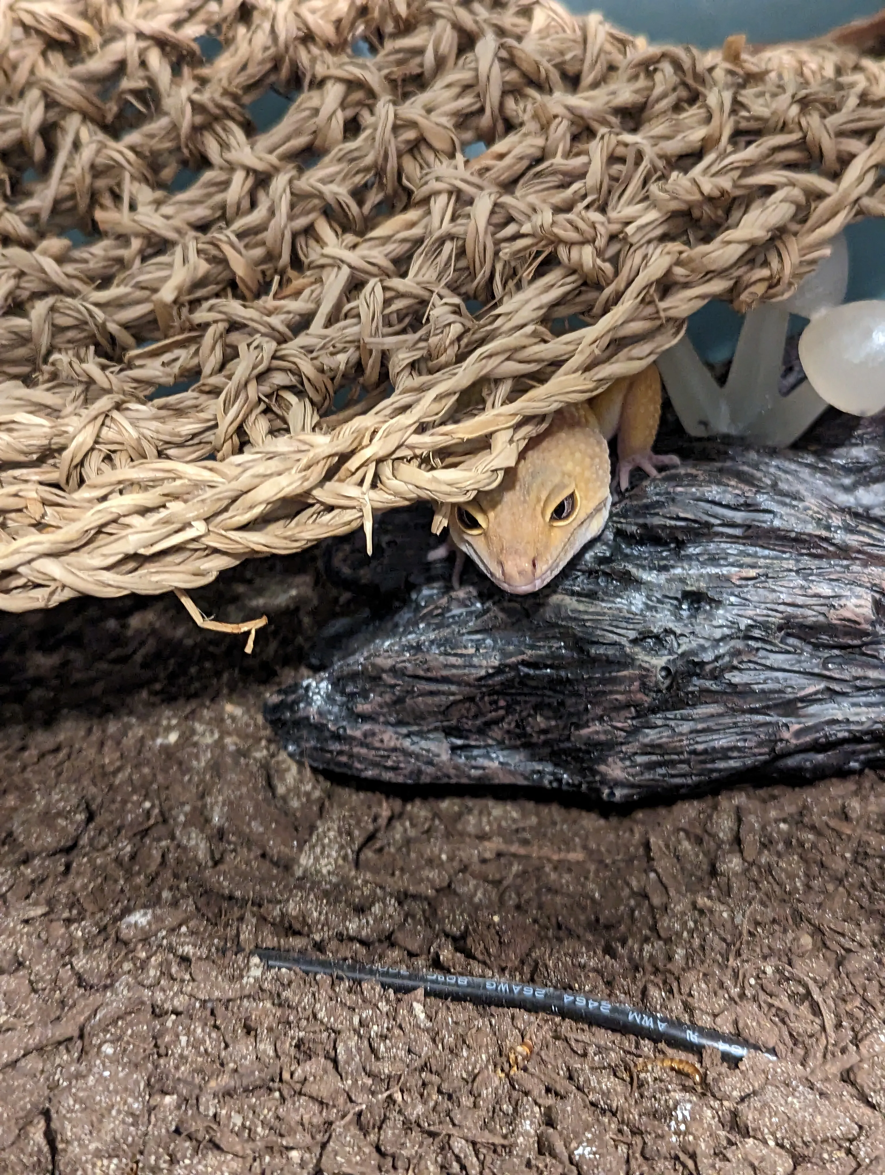 Send Me Your Best Reptile/Amphibian Photos/Drawings!