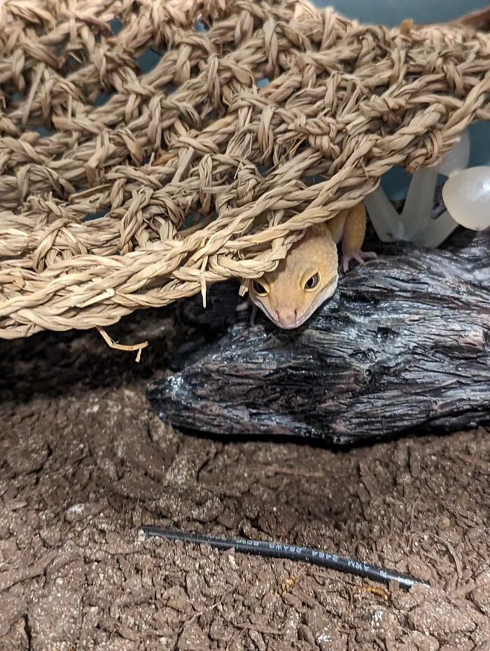 My Lizard