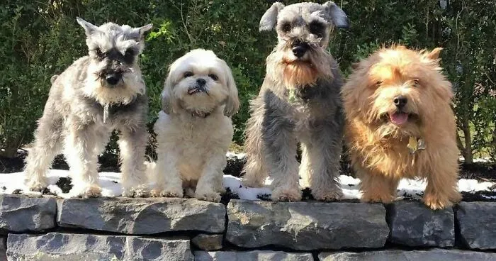 I Collected 28 Wholesome Dog Photos That Will Definitely Brighten Up Your Day