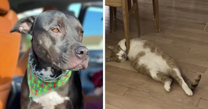 Hey Pandas, Post A Pic Of Your Rescue Or Disabled Animal (Closed)